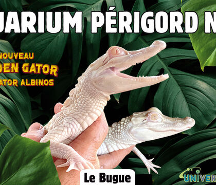 Aquarium Black Perigord
